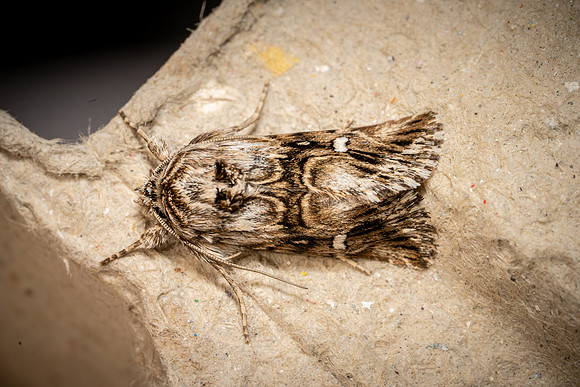 Toadflax Brocade