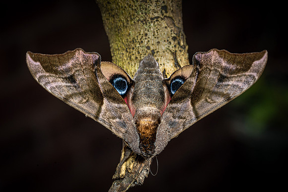 Eyed Hawk Moth