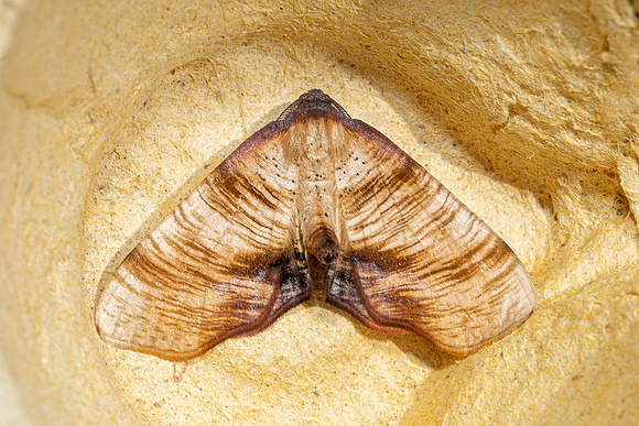 Scorched Wing