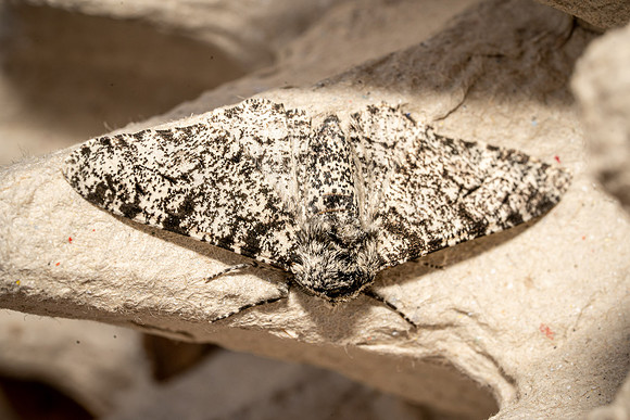 Peppered Moth (light)