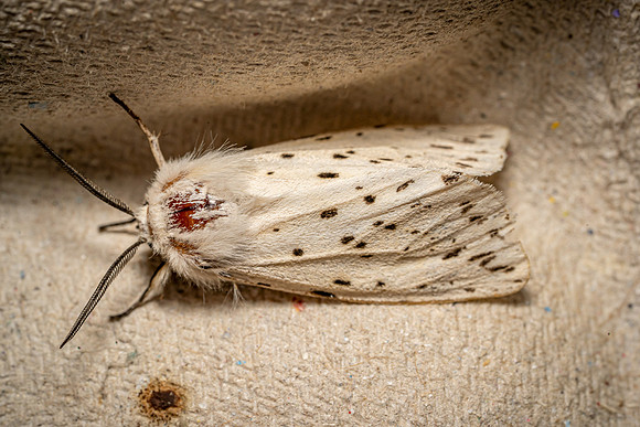 White Ermine