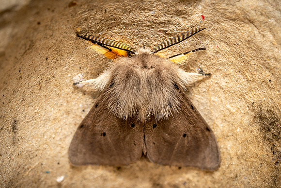 Muslin Moth