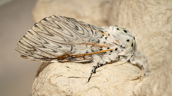 Puss Moth