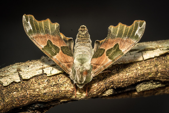 Lime Hawk Moth