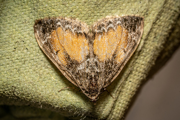 Common Marbled Carpet