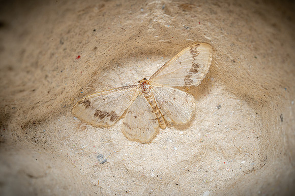 Treble Brown-spot