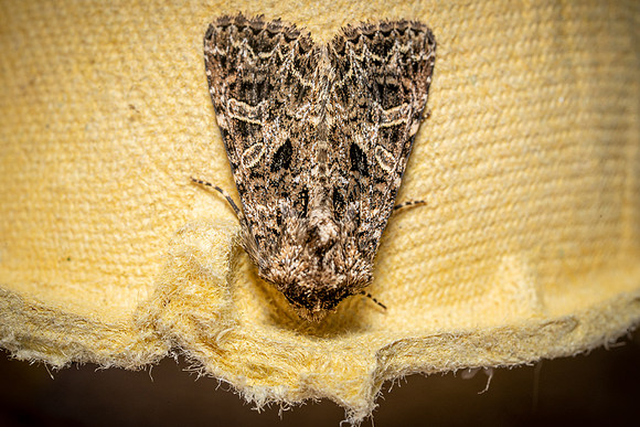 Lychnis