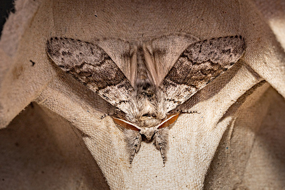 Pale Tussock