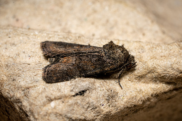 Marbled Minor