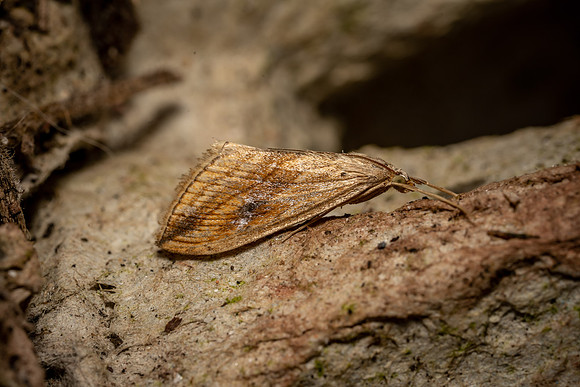 Garden Pebble (micro moth)
