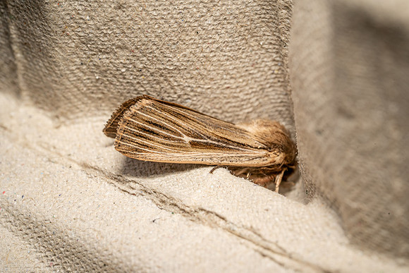 Shoulder Striped Wainscott