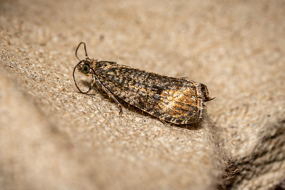 Tortrix (Celypha lacunana)
