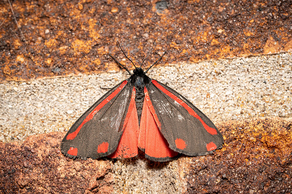 Cinnabar Moth
