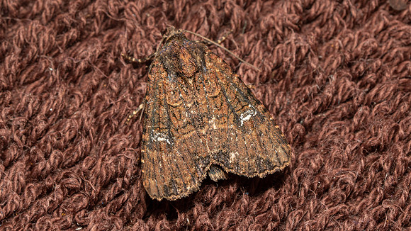 Lesser Common Rustic