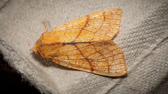 Orange Sallow
