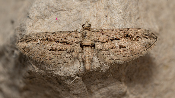 Cypress Pug