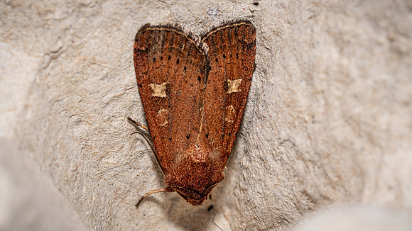 Square Spot Rustic