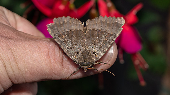 Old Lady moth
