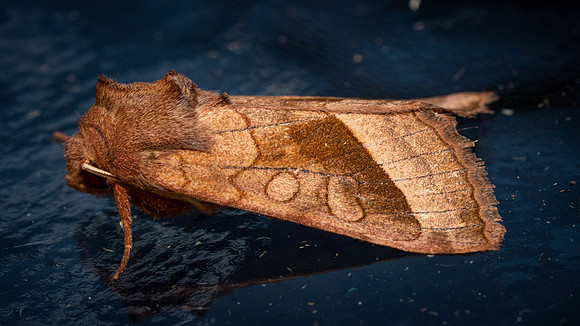 Rosy Rustic