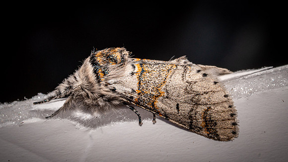 Sallow Kitten