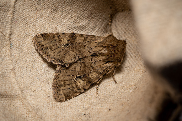 Rustic Shoulder-knot