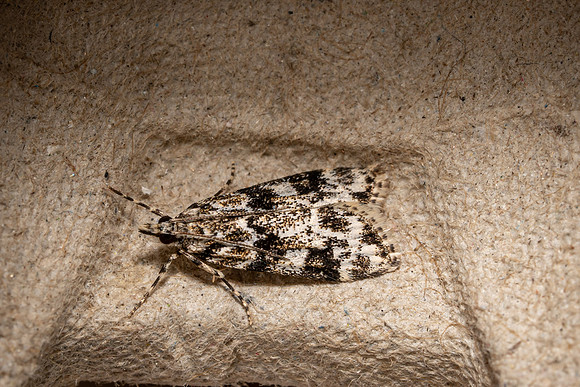 Eudonia Delunella