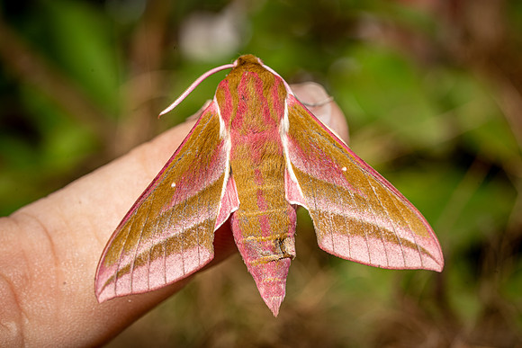 Elephant Hawk Moth