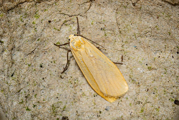 Orange Footman
