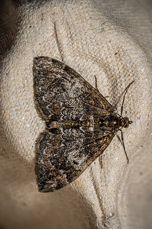Common Marbled Carpet