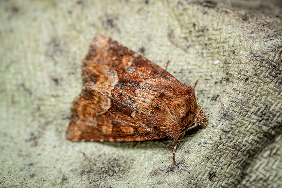 Middle Barred Minor