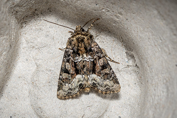 Marbled Minor
