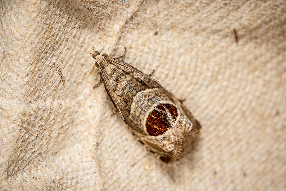 Notocelia uddmanniana