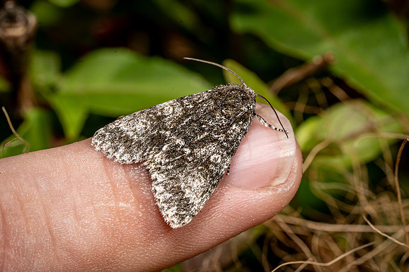 Poplar Grey