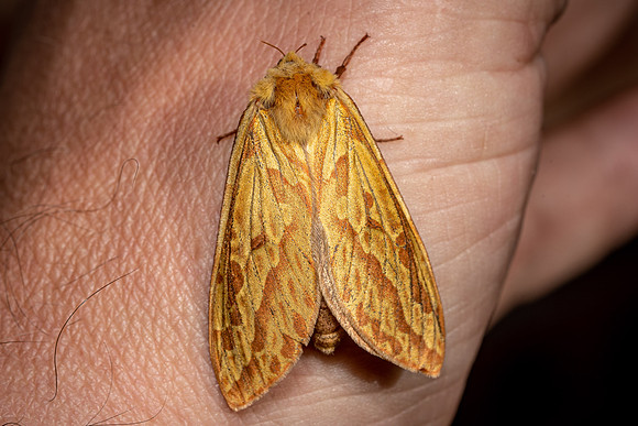 Ghost Moth