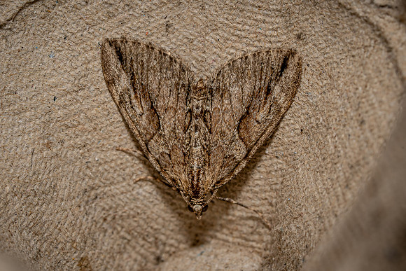 Cypress Carpet