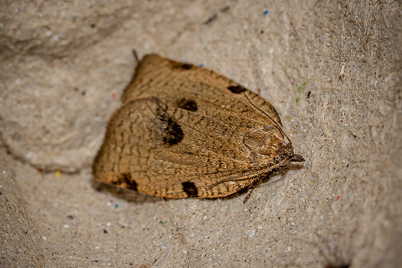 Lozotaenia forsterana