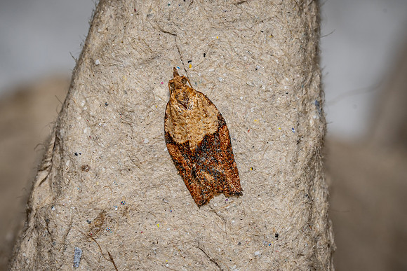 Light Brown Apple Moth