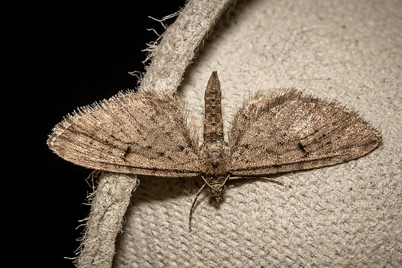 Freyer's Pug