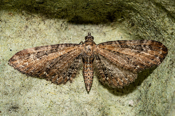 Common Pug