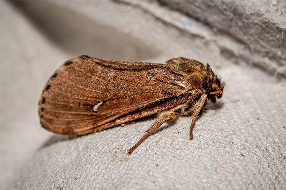 Map Winged Swift