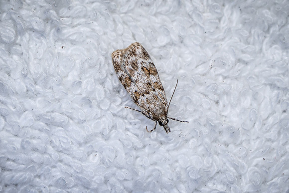 Scoparia pyralella