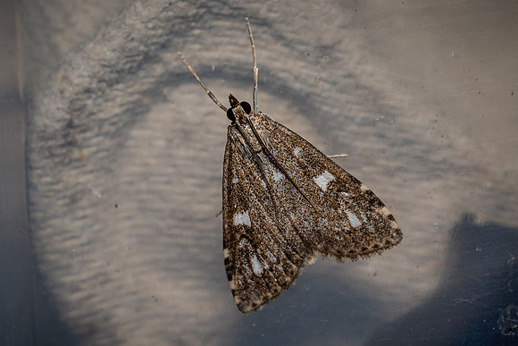 Udea olivalis