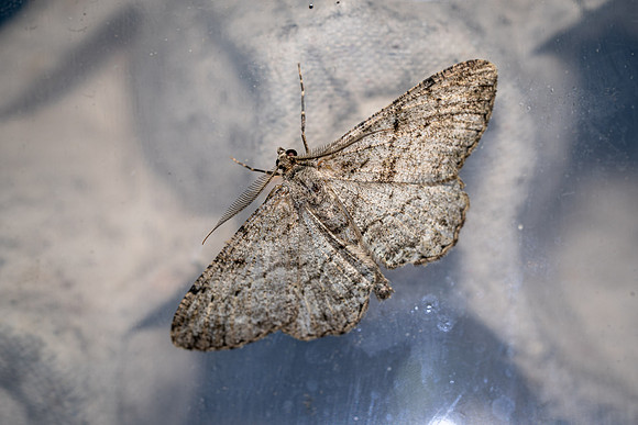 Mottled Beauty