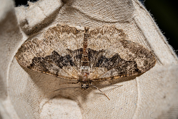 Mottled Beauty