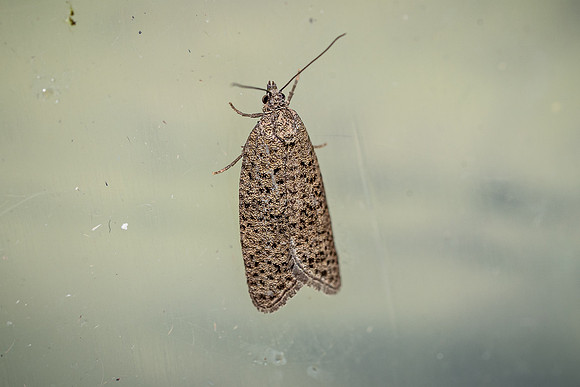 Flax Tortrix - Cnephasia
