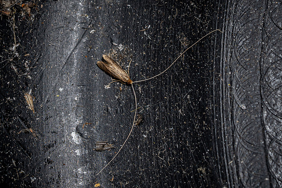 Nematopogon