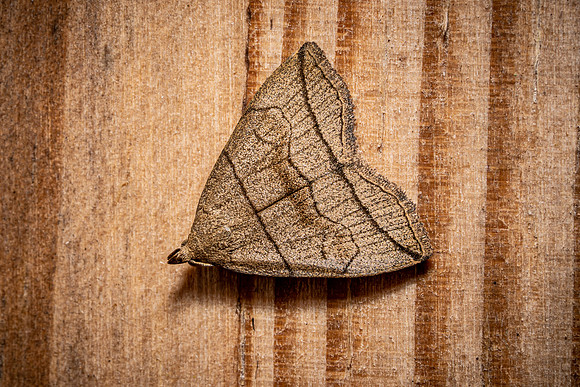 Small Fan Foot