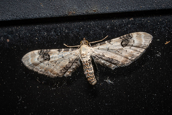 Lime Speck Pug