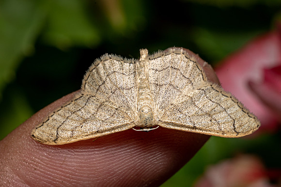 Riband Wave