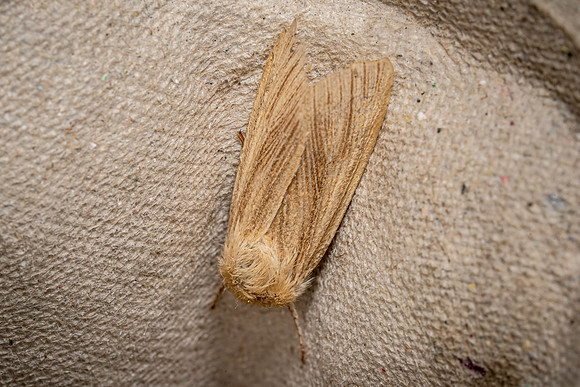 Common Wainscott